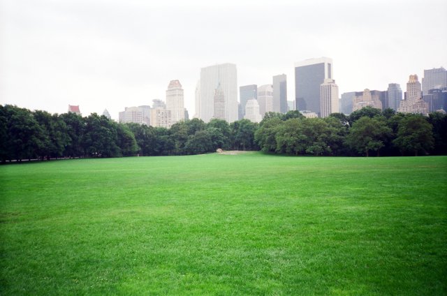 Meadow in the Central Park